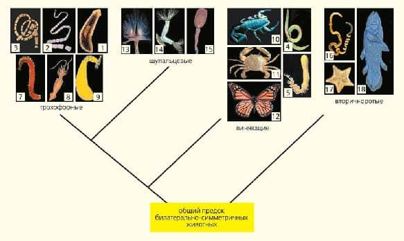 Рис 3б. Классические (а) и новые (б) представления о системе и филогении билатерально симметричных животных.1 — свободноживущие плоские черви (турбеллярии), 2 — паразитические плоские черви, 3 — немертины, 4 — круглые черви (нематоды), 5 — головохоботные черви, 6 — коловратки, 7 — кольчатые черви, 8 — моллюски, 9 — сипункулиды, 10 — хелицеровые, 11 — ракообразные, 12 — насекомые, 13 — форониды, 14 — мшанки, 15 — брахиоподы, 16 — полухордовые, 17 — иглокожие, 18 — хордовые. На схеме представлены далеко не все группы животных.Источник: Малахов В.В., Революция в зоологии. Природа. 2009. №3. С. 40-54.